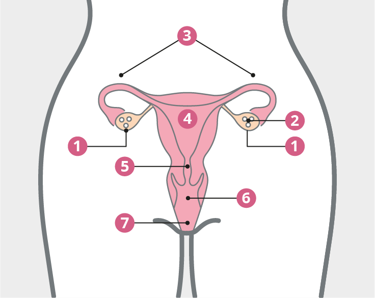 Female reproductive system